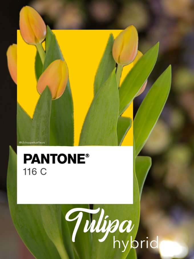 Fleurs de Mars photo 9